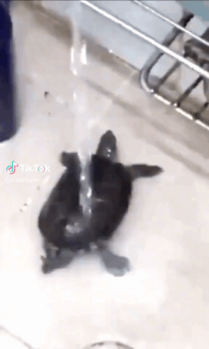 Tartaruga GIF