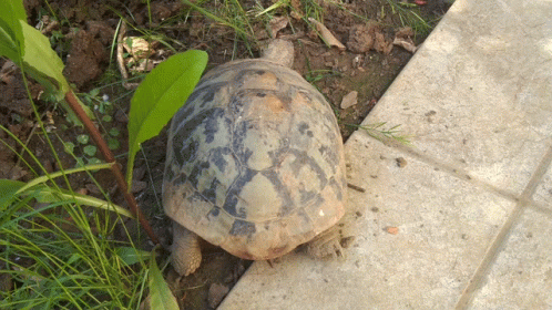 Tartaruga Turtle GIF