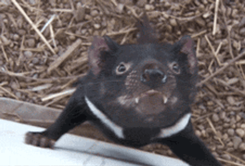 Tasmanian Devil GIF