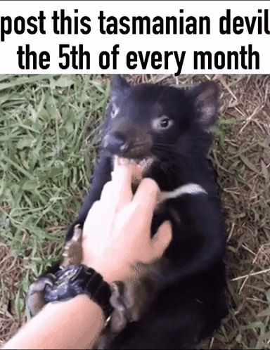 Tasmanian Devil Cute GIF