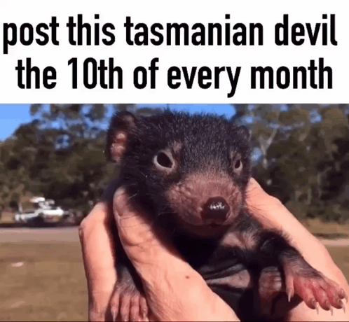 Tasmanian Devil Cute GIF