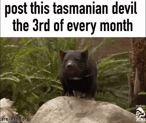 Tasmanian Devil Cute GIF