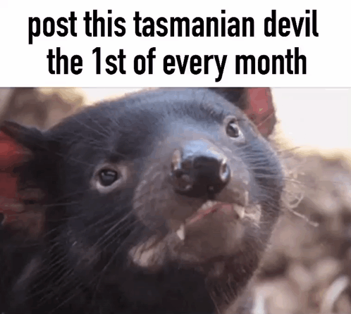 Tasmanian Devil Cute GIF