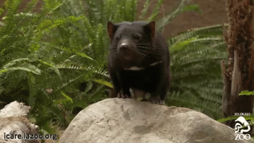 Tasmanian Devil Tasmania GIF