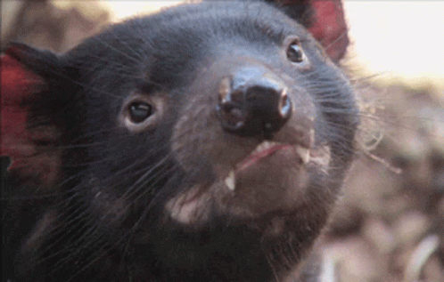 Tasmanian Devil Tasmania GIF