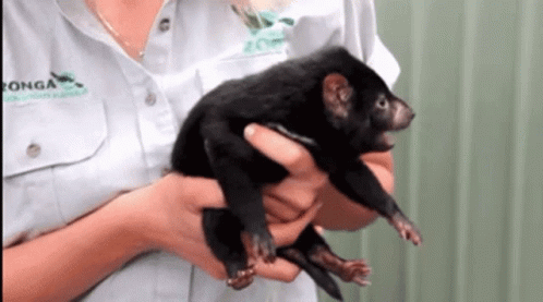 Tasmanian Devil GIF