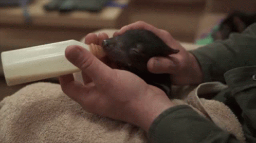 Tasmanian Devil Wilkotazzy GIF