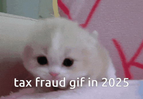 Tax Fraud Cute Kitten GIF