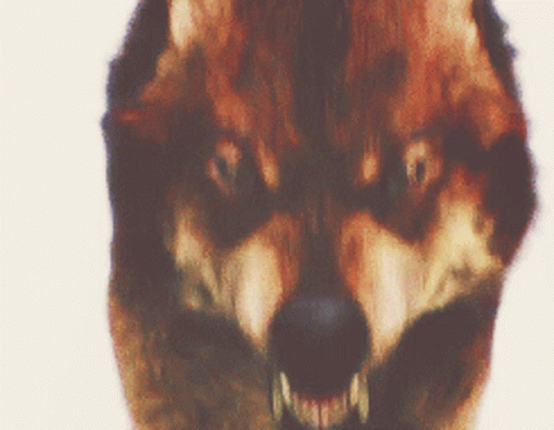 Taylor Lautner Jacob Black GIF. This 498 x 387 animated GIF is part of our running wolf collection. Related themes include rage, taylor lautner, twilight…