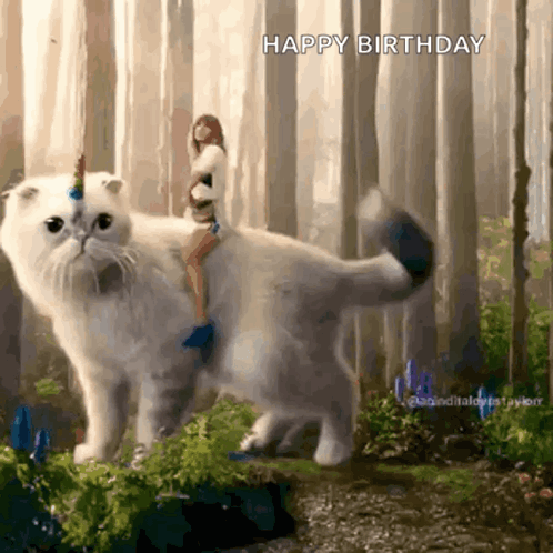 Taylor Swift Cat Joe Alwyn Cat GIF