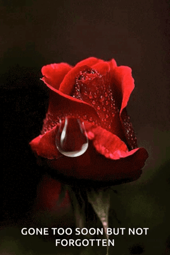 Teardrop Rose GIF