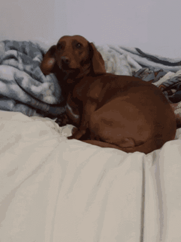 Teckel GIF