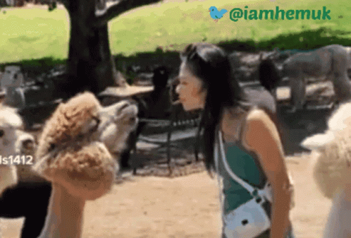Telugu Gifs GIF. This 498 x 337 animated GIF is part of our lhama cuspindo collection. Related themes include comedy, telugu. Created by iamhemuk. View the…