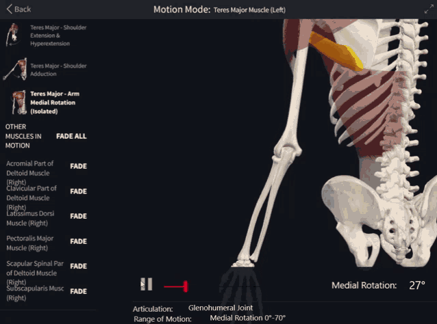 Teres Major Arm GIF