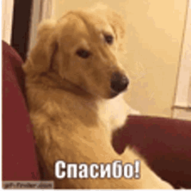 Thank You GIF