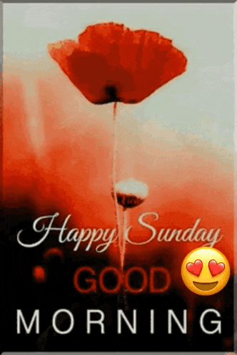 Thank You GIF