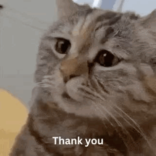 Thank You Sorry GIF