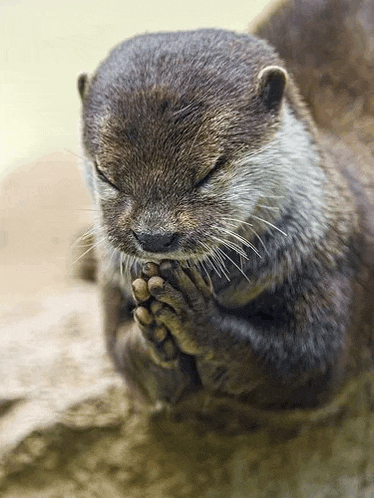 Thanks Animal Meme