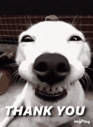 Thanks GIF