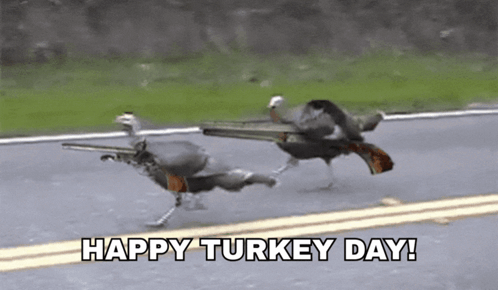 Thanksgiving Funny Thanksgiving Turkey GIF