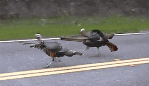 Thanksgiving GIF