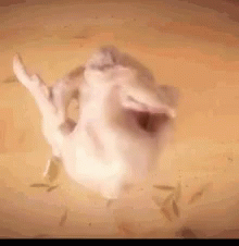 Thanksgiving Party GIF