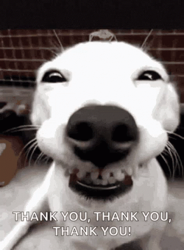Thankyou Doggo GIF. This 367 x 498 animated GIF is part of our gracias por su atencion para diapositivas collection. Related themes include happy, thankyou…