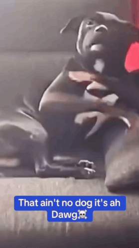 That Ain'T No Dog It'S Ah Dawg That Aint No Dog Its Ah Dawg GIF. This 279 x 498 animated GIF is part of our thats a no for me dawg collection. Created by…