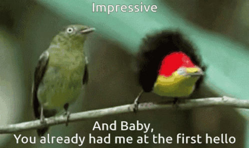 Thats Impressive Impressive GIF