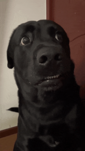 The Big Smiler Doggie GIF