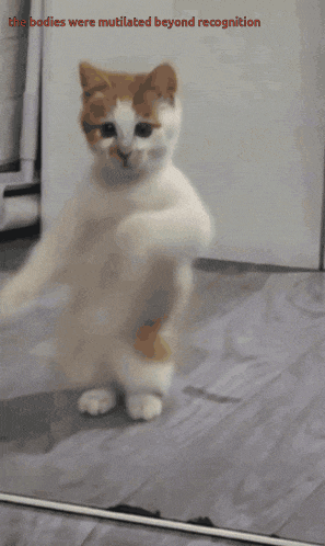 The Bodies Were Mutilated Beyond Recognition Cat GIF