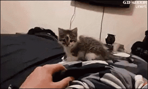 The Force Cat Kitten GIF