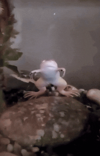 The Froggiest Frog Hmmm GIF