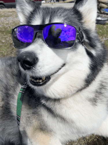 The Look Dogs In Glasses GIF