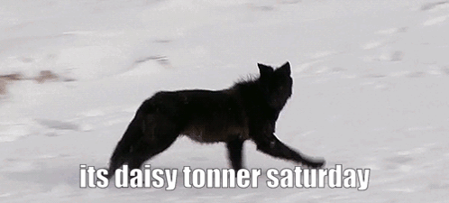 The Magnus Archives Tma GIF. This 498 x 225 animated GIF is part of our running wolf collection. Related themes include wolf. Created by ceaselesswatcher…