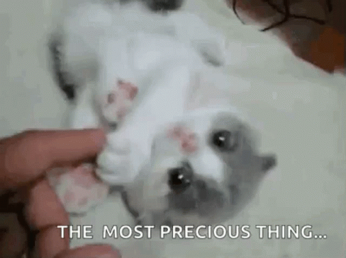 The Most Precious Thing Kitten GIF. This 498 x 371 animated GIF is part of our too precious for this world collection. Related themes include cat, kitten…