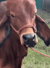 The Rock GIF