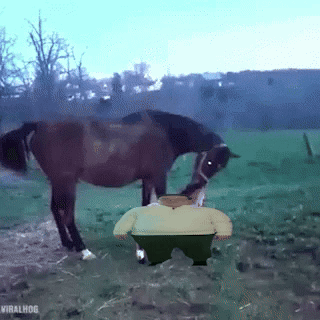 The Tweaker Tweaker GIF. This 320 x 320 animated GIF is part of our horse kick collection. Created by TweaKerr. View the original animation, share it, or…