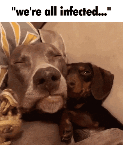The Walking Dead Puppies GIF
