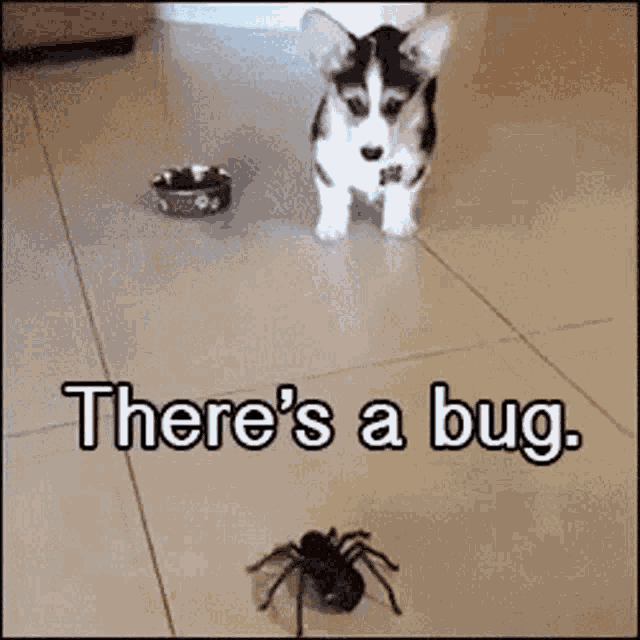Theres A Bug No Its A Spider GIF