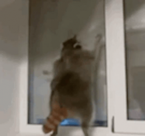 Thicc Raccoon GIF