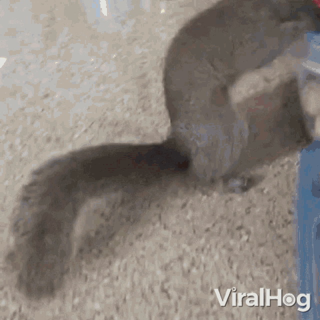 Thieving Squirrel Viralhog GIF