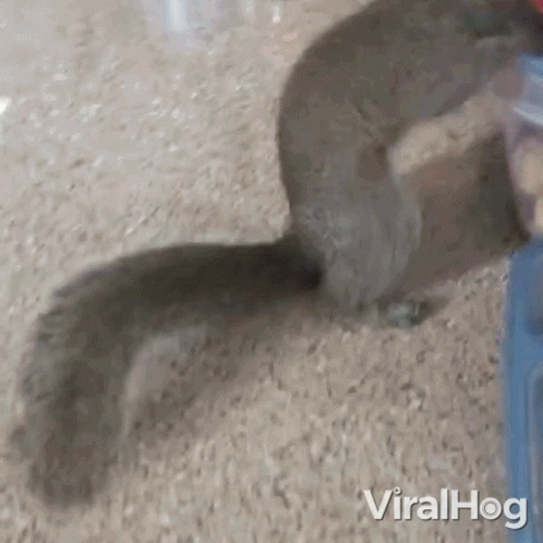 Thieving Squirrel Viralhog GIF