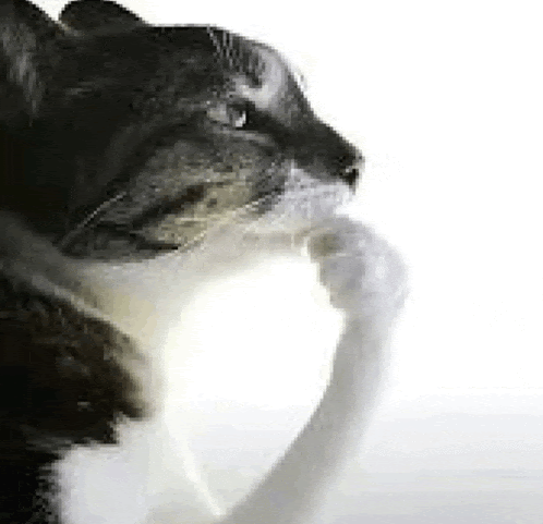 Thinking Cat Meme Meme