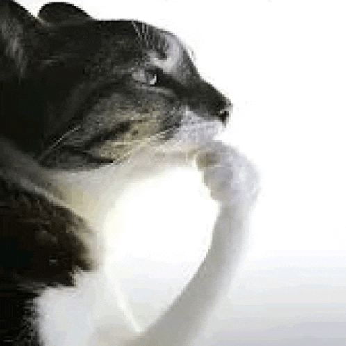 Thinking Pondering Meme