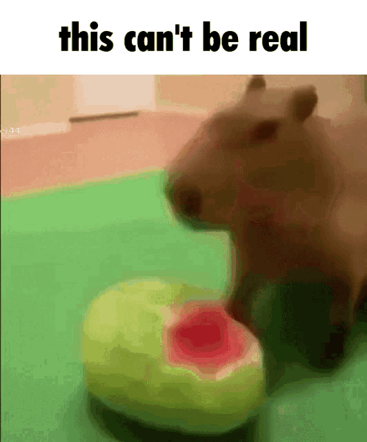 This Cant Be Real Capybara GIF