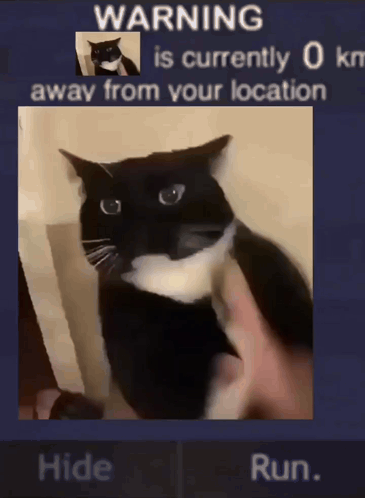 This Cat Is 0km Funny GIF