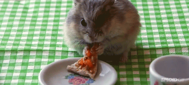 This Little Guy Wants His Pizza Too GIF. This 636 x 288 animated GIF is part of our pizza rat collection. Related themes include pizza, rat. View the…
