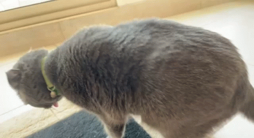 Throw Up Cat GIF