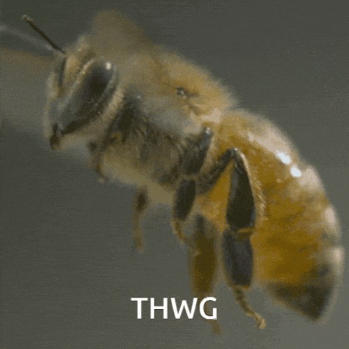 Thwg GIF